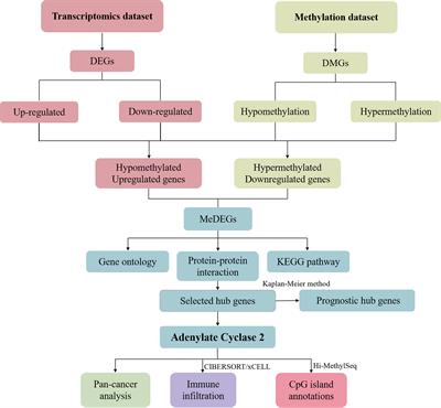 Identification of adenylate cyclase 2 methylation in bladder cancer with implications for prognosis and immunosuppressive microenvironment